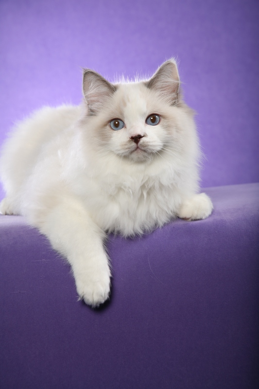 I pet my Raggy with a Scrub Daddy : r/ragdolls