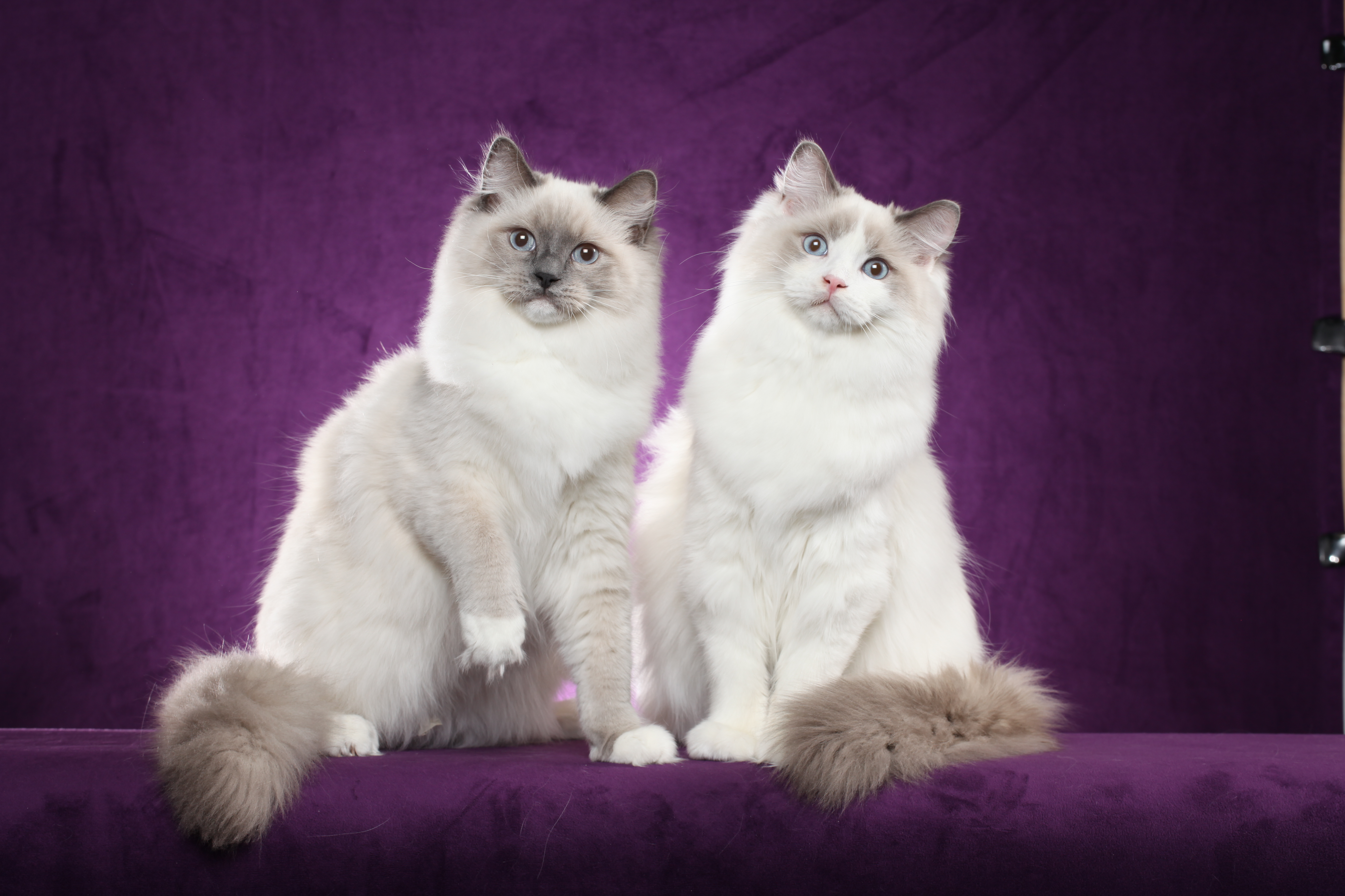 blue bicolor ragdoll for sale