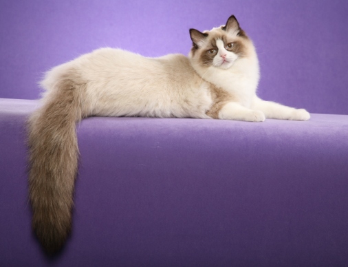 ragdoll cat adoption near me