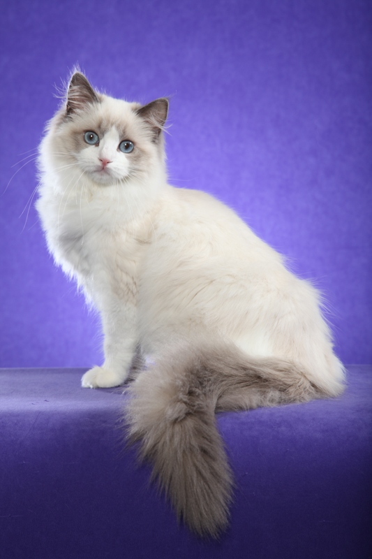 cfa ragdoll breeder