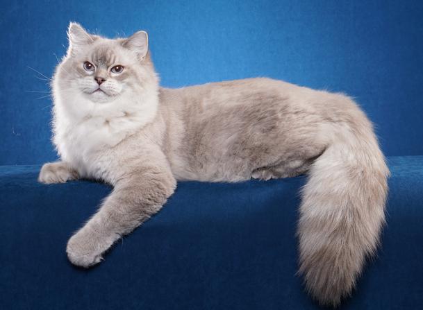 cfa ragdoll breeder