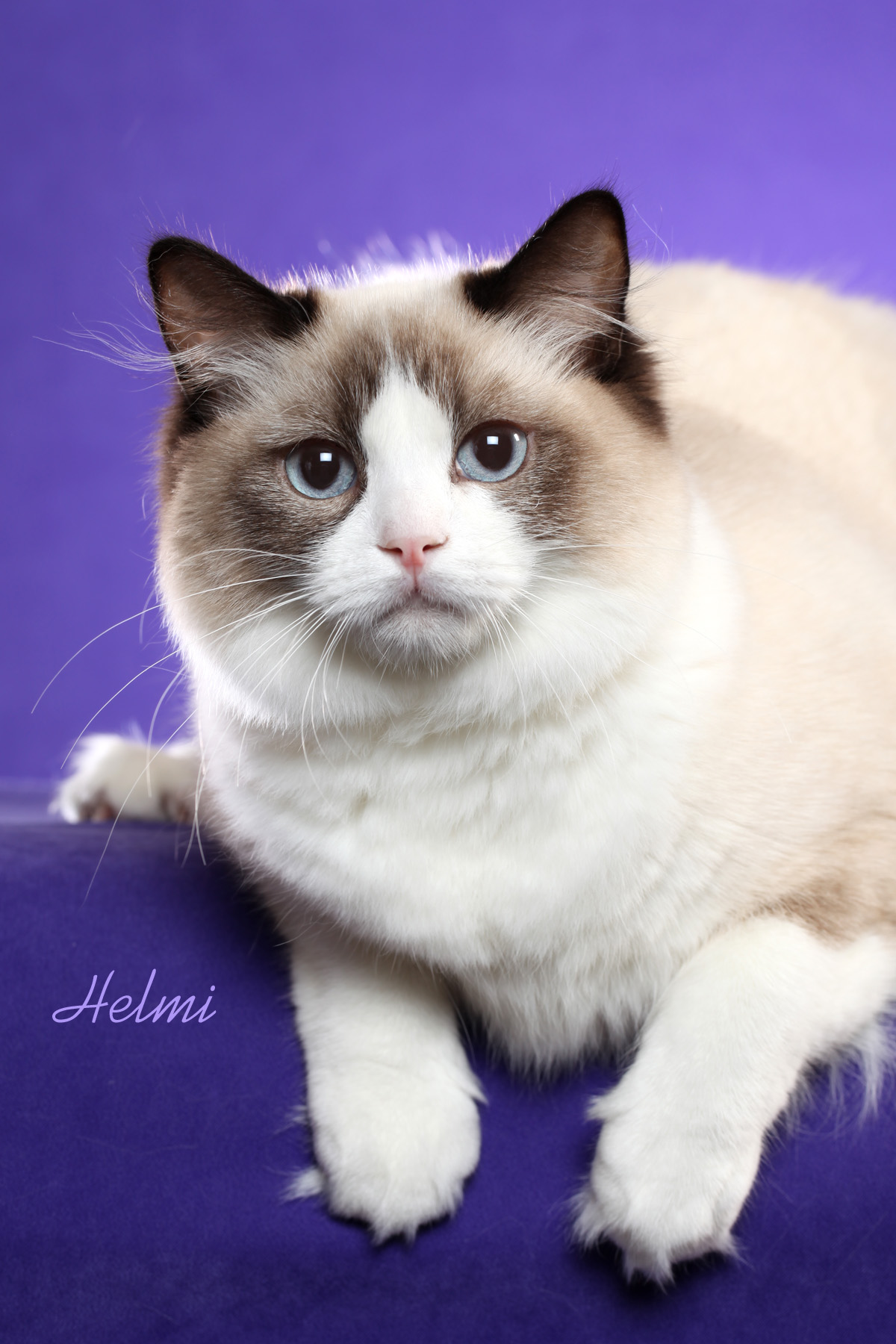 ragdoll cat adoption near me