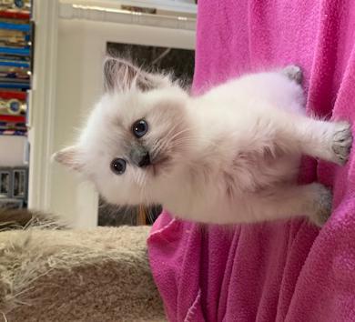 baby doll kittens